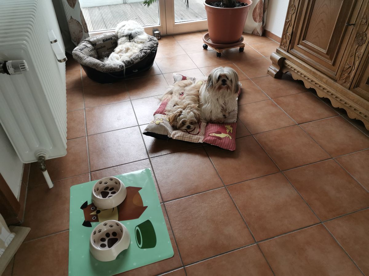 HUTA/ Hundetagesstätte für kleine Hunde